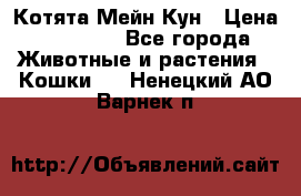 Котята Мейн Кун › Цена ­ 15 000 - Все города Животные и растения » Кошки   . Ненецкий АО,Варнек п.